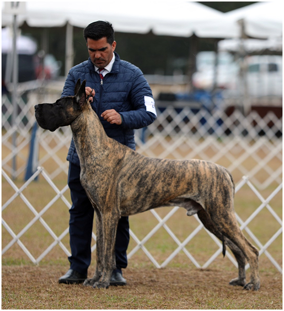 GCH MoonRiver's Hurricane Season, CHIC