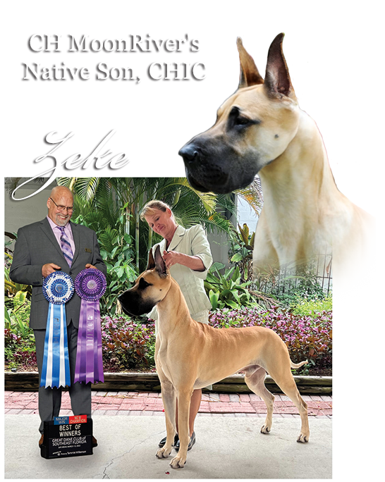 CH MoonRiver's Native Son, CHIC